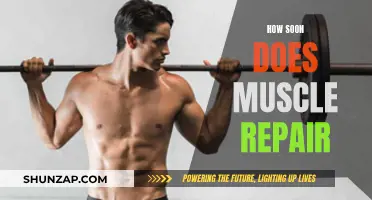 Muscle Repair: Understanding the Quick Healing Process