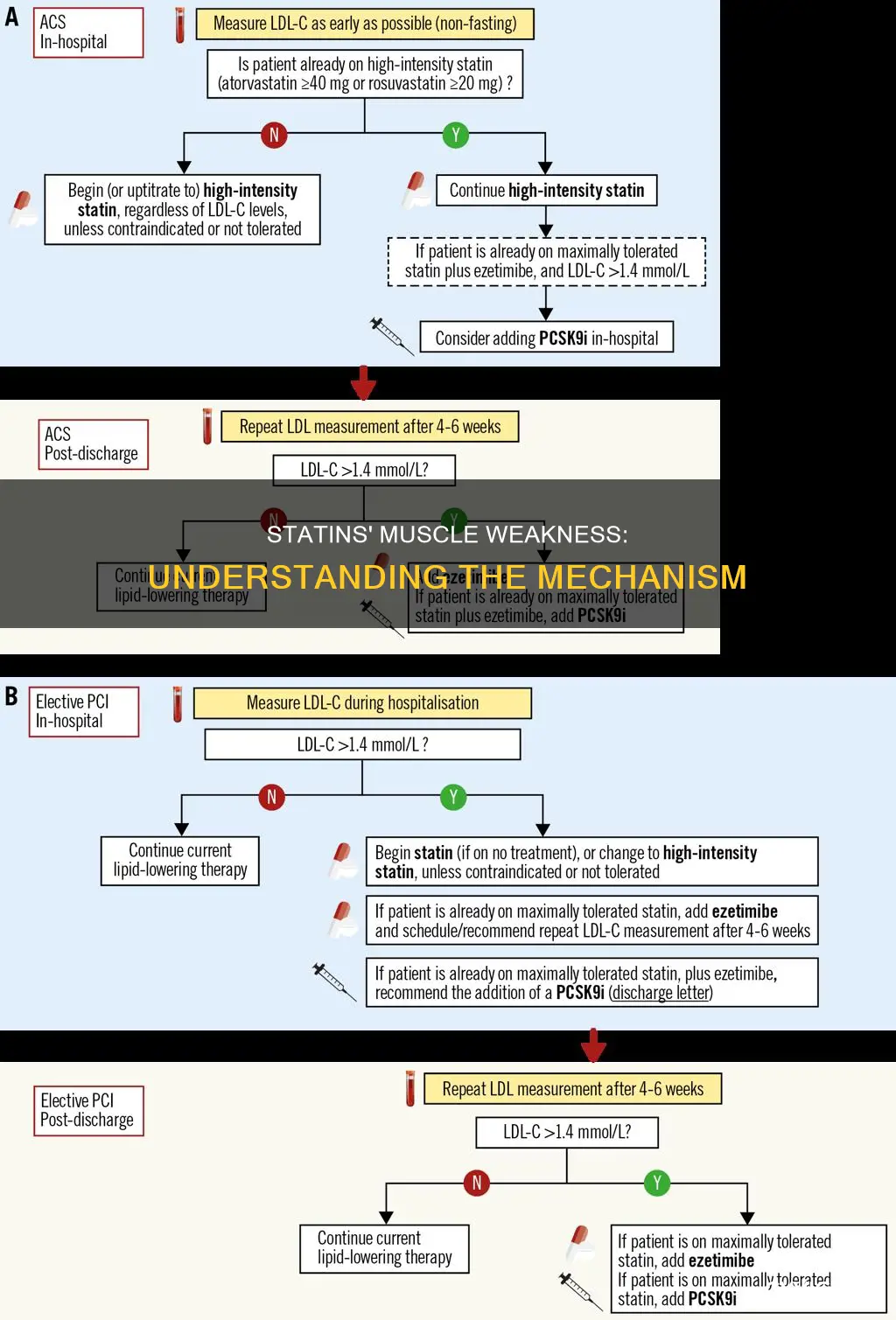 how statin cause muscl weakeness