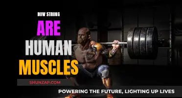Human Muscles: Our Super Strength Revealed