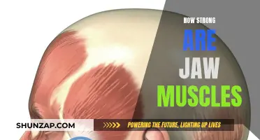 Jaw Muscles: Surprisingly Strong or Weak?