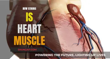 The Heart Muscle: Strength and Resilience Explored