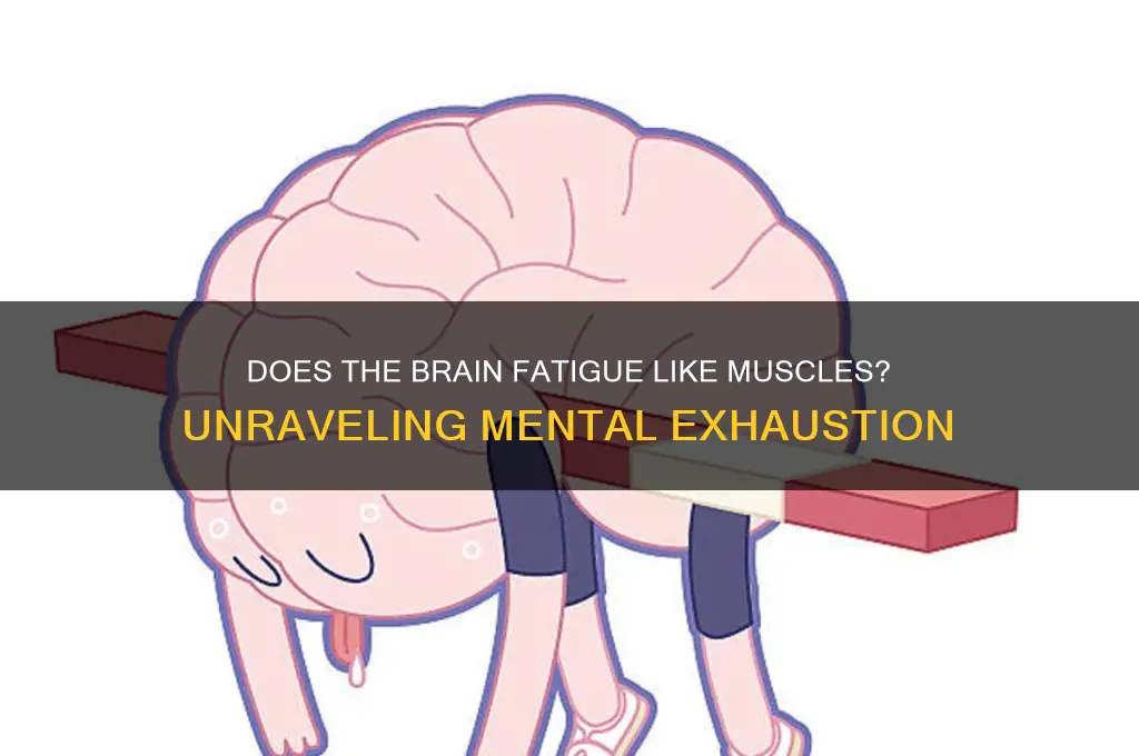 how stuff works does the brain get tired like muscles