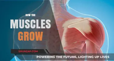 Unleashing Muscle Growth: Understanding the Science Behind Strength and Size