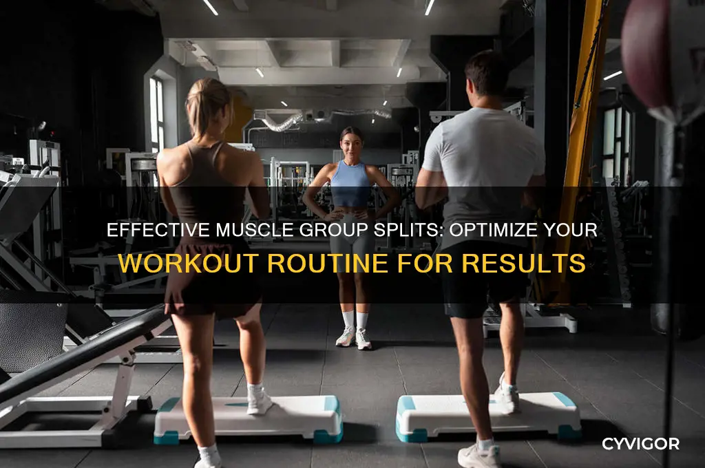 how tdo you split your muscle group days up