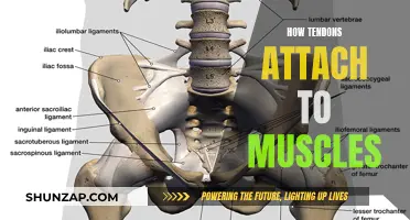 Tendons' Intricate Attachment to Muscles Explained