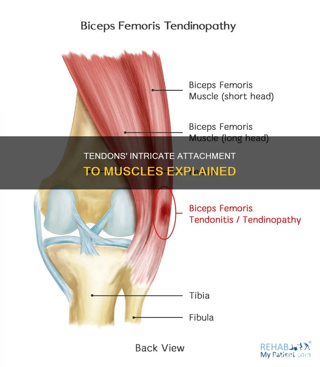 how tendons attach to muscles