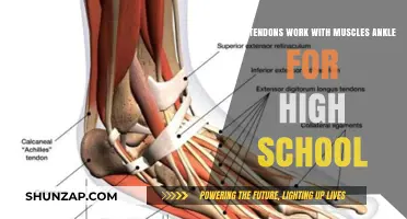 How Tendons and Muscles Work Together in the Ankle