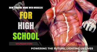 How Tendons and Muscles Team Up to Move Your Body