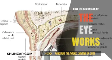 Understanding the Six Eye Muscles: Function and Coordination Explained