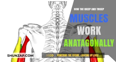 Biceps vs. Triceps: Understanding Their Antagonistic Muscle Partnership