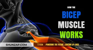 Understanding the Bicep Muscle: Function, Anatomy, and Strength Training Tips