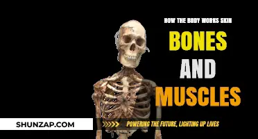 Understanding Your Body: Skin, Bones, and Muscles Explained