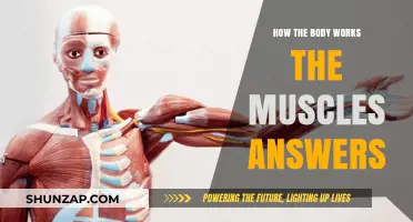 Understanding Muscle Function: How Your Body Works and Moves