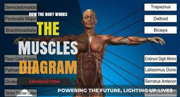 Understanding Muscles: A Visual Guide to How Your Body Works