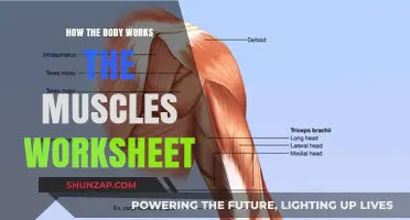 Understanding Muscle Function: A Comprehensive Worksheet Guide to Human Anatomy