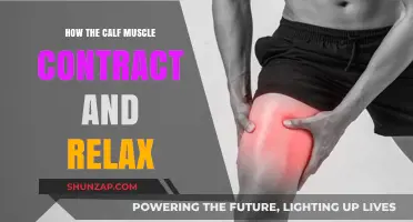 Understanding Calf Muscle Contraction and Relaxation: A Comprehensive Guide