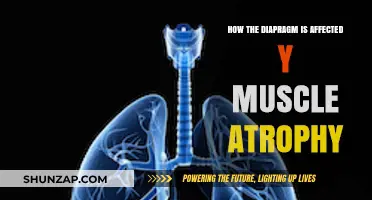 Understanding Diaphragm Atrophy: Causes, Effects, and Rehabilitation Strategies