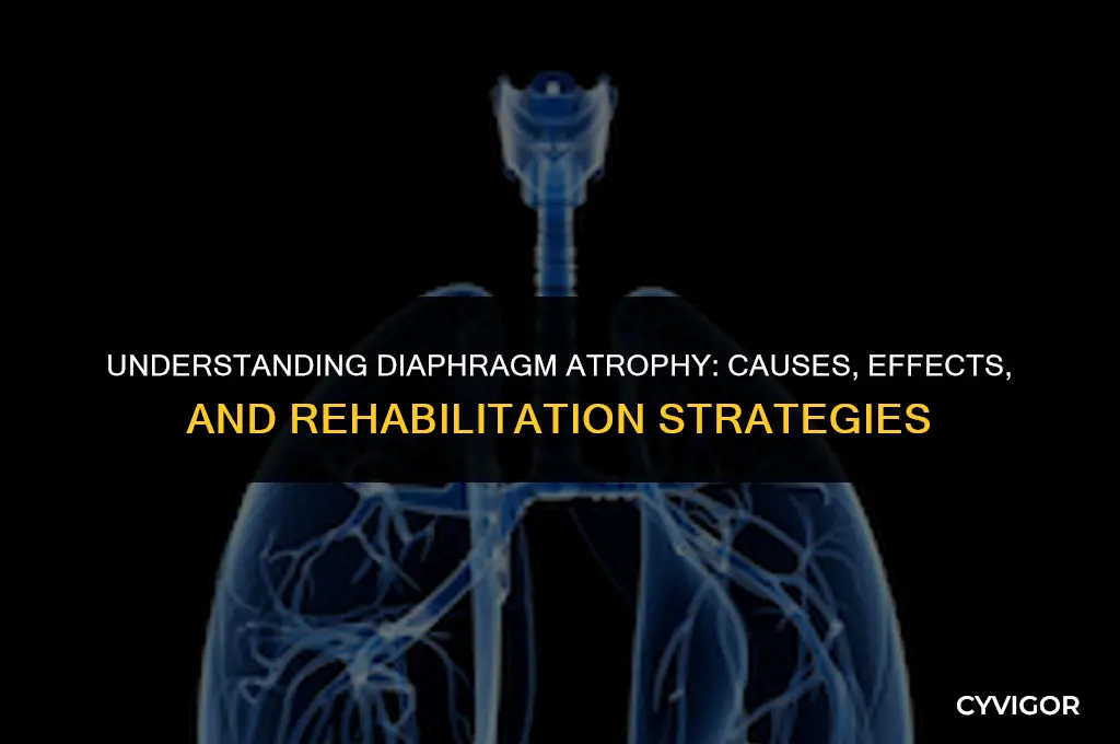 how the diapragm is affected y muscle atrophy