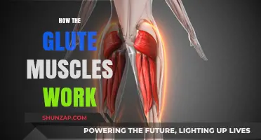 Understanding Glute Muscles: Function, Activation, and Strength Training Tips