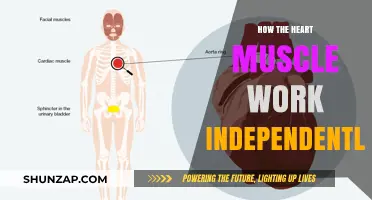 How the Heart Muscle Functions Autonomously: A Self-Sustaining Mechanism