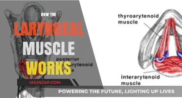 Understanding the Laryngeal Muscle: Function, Mechanics, and Vocal Production
