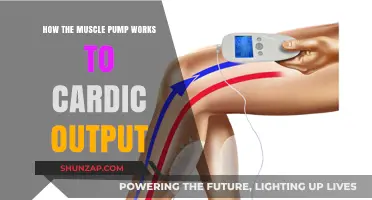 Muscle Pump Mechanism: Enhancing Cardiac Output and Circulation Explained