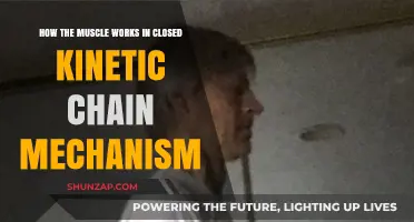 Understanding Muscle Function in Closed Kinetic Chain Movements
