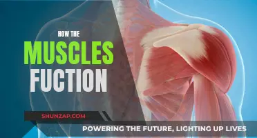 Understanding Muscle Function: The Science Behind Movement