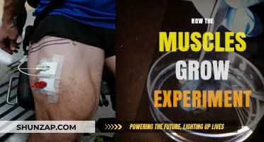 Unveiling Muscle Growth: The Science Behind Strength and Size Experiment