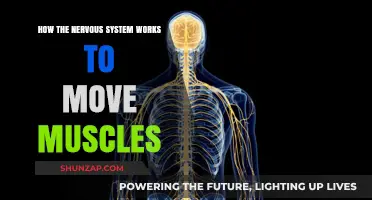 Unveiling the Nervous System's Role in Muscle Movement and Coordination