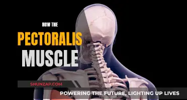 The Ultimate Guide to Pectoralis Muscle Anatomy