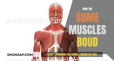 Muscle Building: Understanding the Science of Muscle Bound
