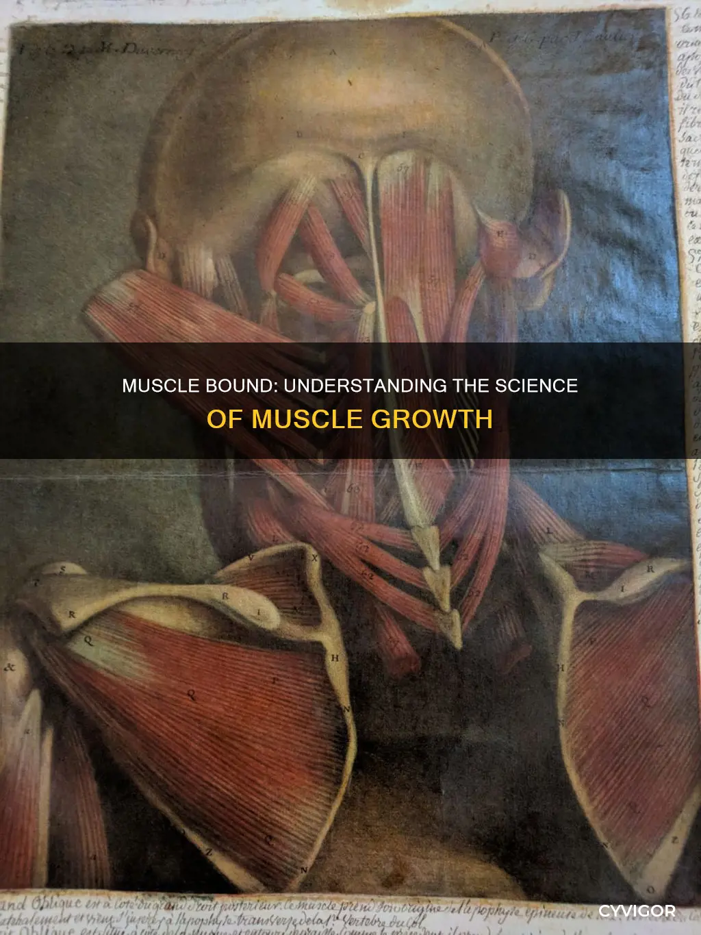 how the some muscles bound