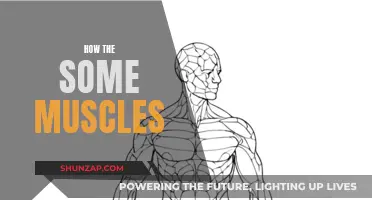 Muscle Anatomy: Understanding the Unique Functions of Some Muscles
