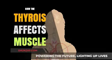 Thyroid's Impact on Muscle Health: A Comprehensive Guide