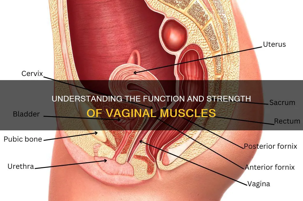 how the vaginal muscles work