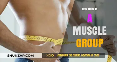 Understanding Muscle Group Thickness: Factors, Variations, and Fitness Insights