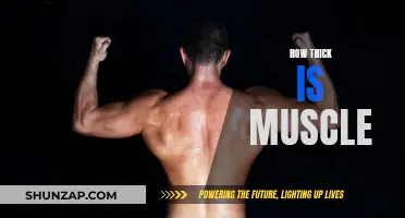 The Intriguing Depth of Muscles: Thickness and Functionality