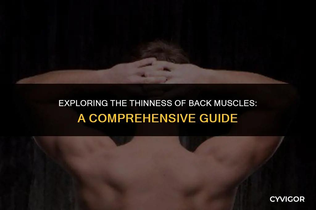 how thin are back muscles