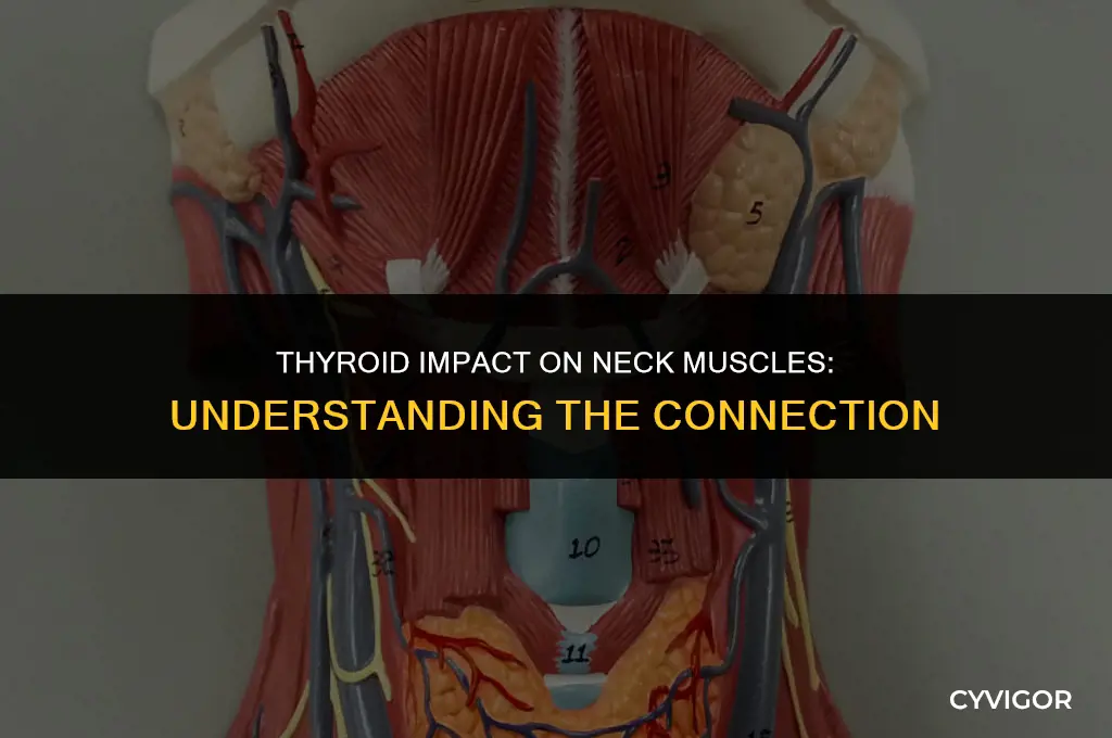 how thyroid affect neck muscles