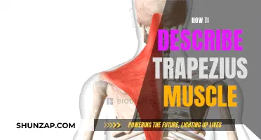 Trapezius Muscle: A Comprehensive Description and Overview