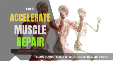 Accelerating Muscle Repair: Strategies for Faster Recovery