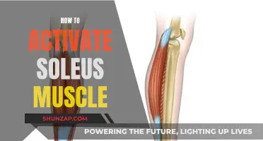 Activating Your Soleus Muscle: Simple and Effective Techniques