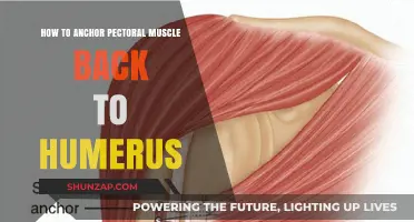 Reattach and Restore: A Guide to Pectoral Muscle Repair