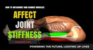 Exploring the Tug-of-War: Antagonist and Agonist Muscles' Impact on Joint Stiffness