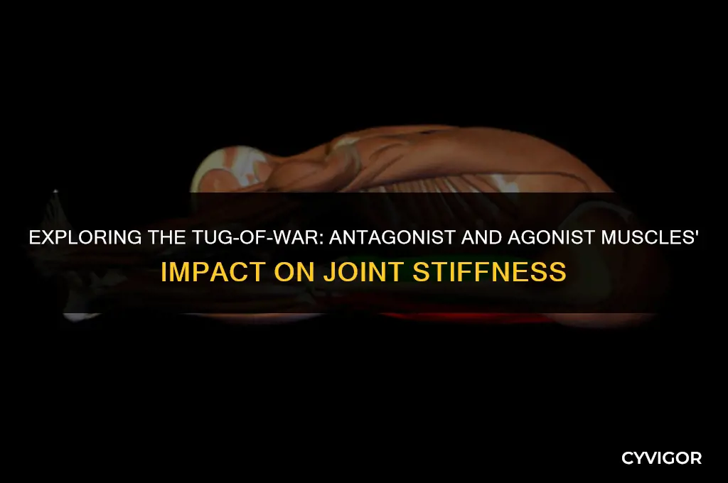 how to antagonist and agonist muscles affect joint stiffness