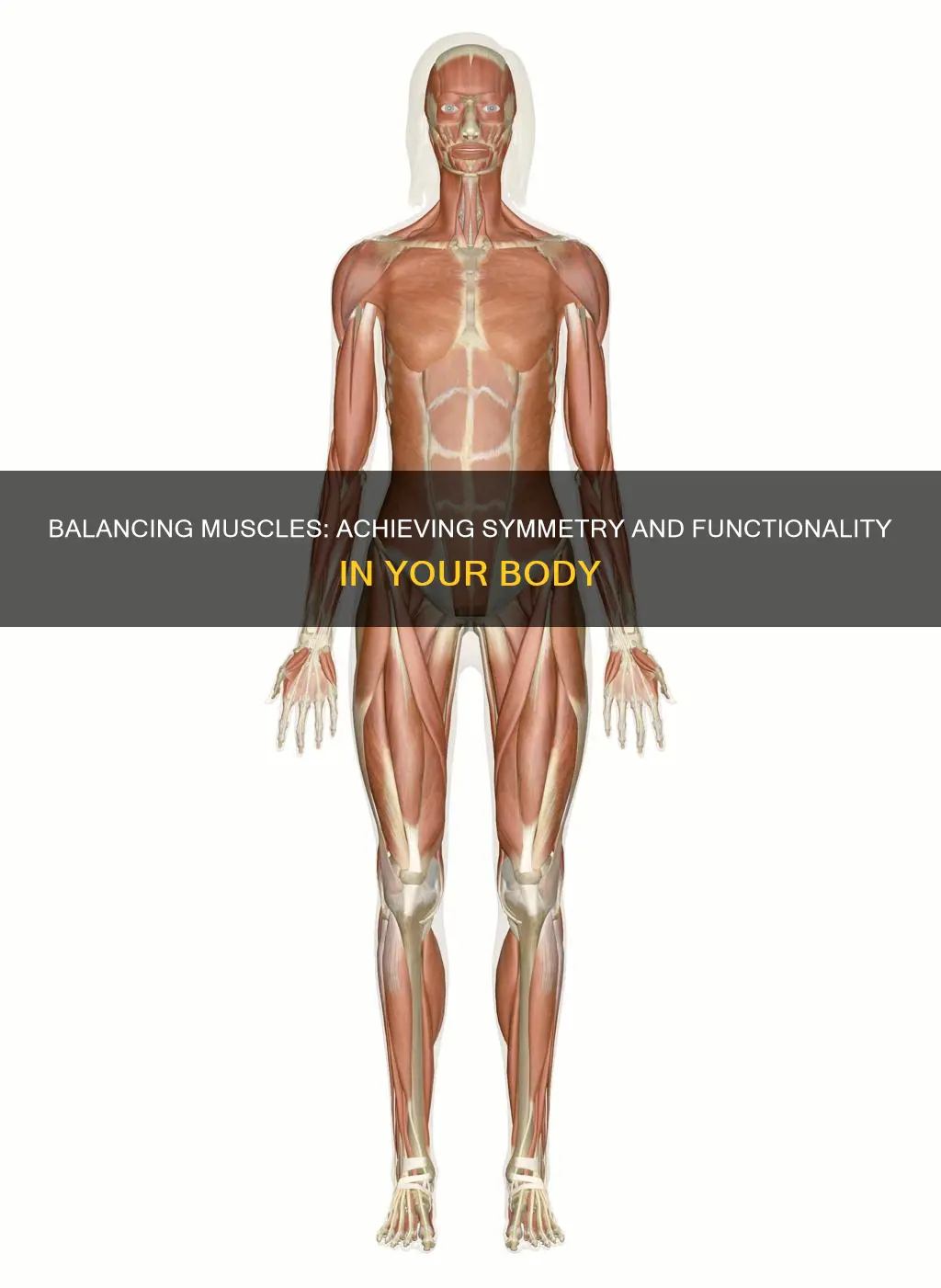 how to balance out muscles