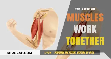 Understanding the Dynamic Partnership: How Bones and Muscles Work Together