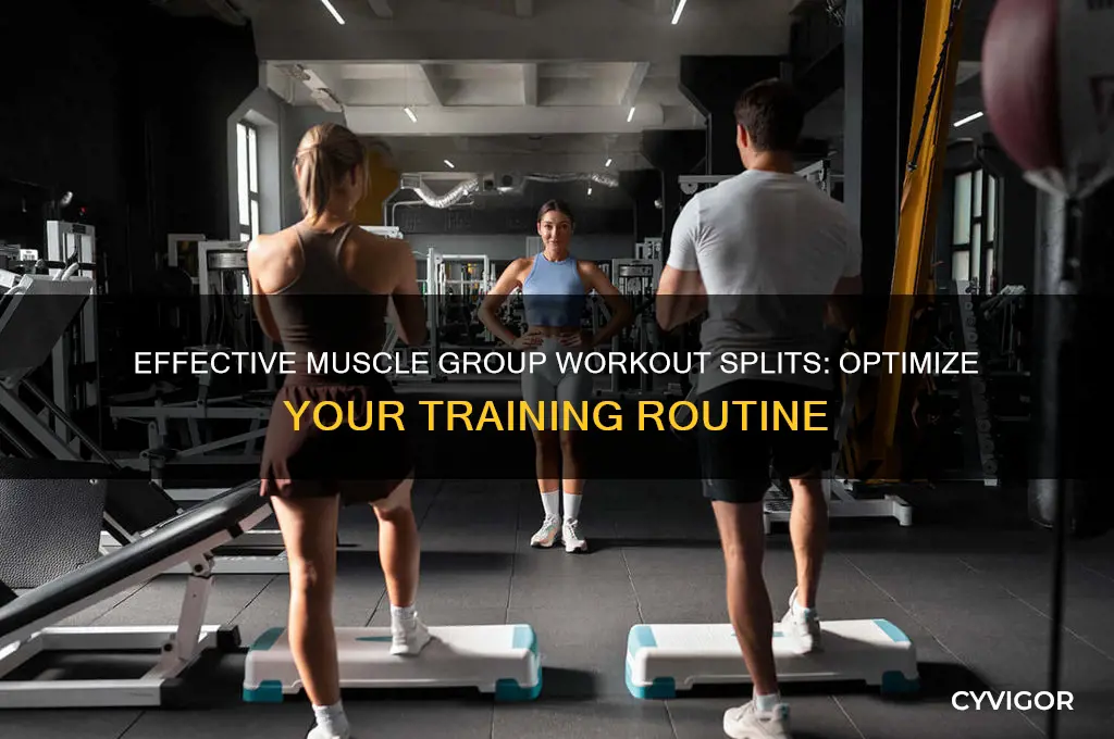 how to break down workouts by muscle group