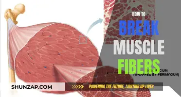 Breaking Muscle Fibers: The Ultimate Guide to Muscular Success